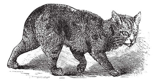 An earlier depiction of the manx cat