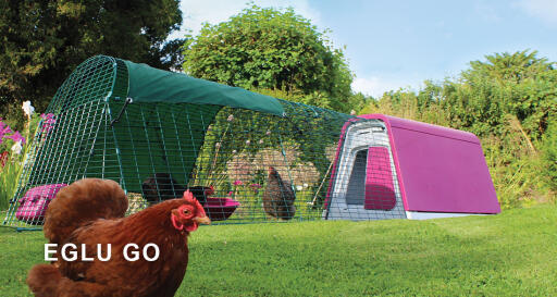 Eglu Go chicken coop