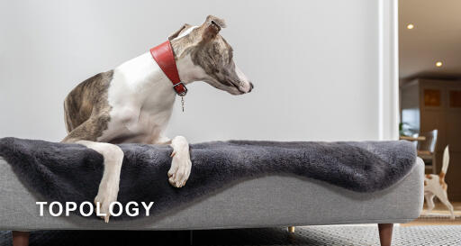 Topology dog bed by Omlet