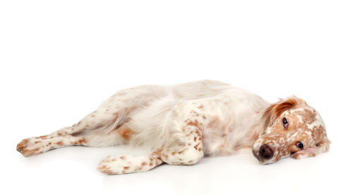 A resting adult english setter with a lovely red and white coat