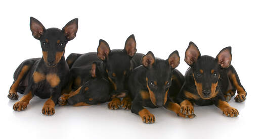 Five wonderful little manchester terriers showing off their giant ears