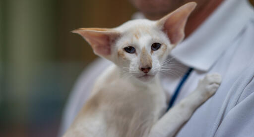 Seychellois cat being carried