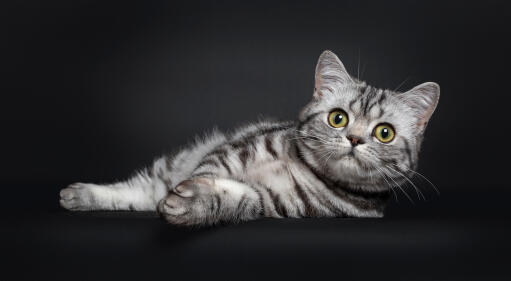Cute british shorthair silver tabby cat lying against a dark background
