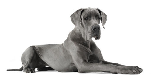 A beautiful charcoal grey great dane with a neat, short coat
