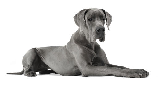Polish cheap great dane