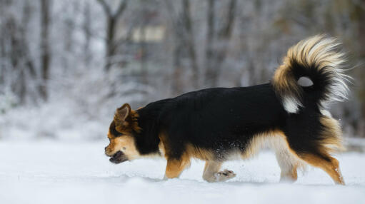 A tibetan spaniel with a beautiful bushy tail, enjoying some exercise in the Snow