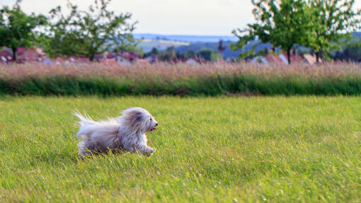 An elegant coton de tulear enjoying the open air