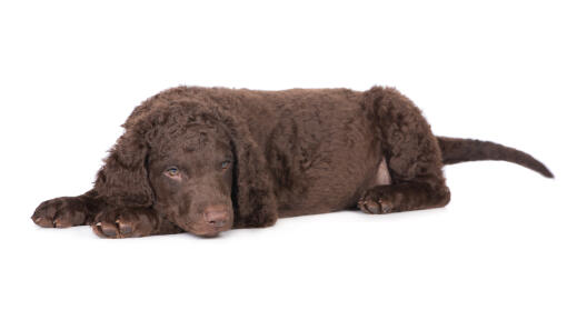 are curly coated retriever good with kids