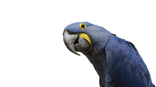 A hyacinth macaw's incredibly strong beak