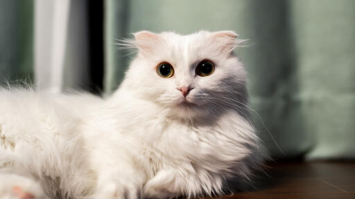 Fluffy white napoleon with dark eyes lying down