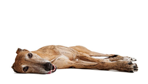 A resting greyhound enjoying it's time on the floor