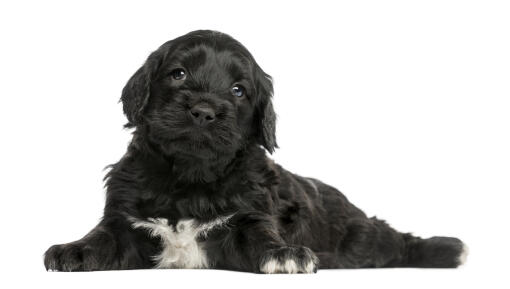 An awfully cute portuguese water dog puppy with bright little eyes