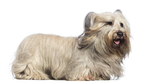 A healthy adult skye terrier showing off it's wonderful long coat