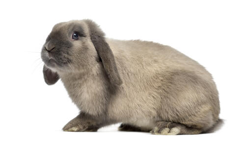 Holland lop rabbit against a white background