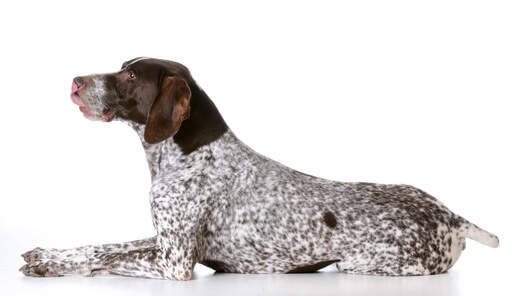 A german short haired pointer with a lovely speckled coat