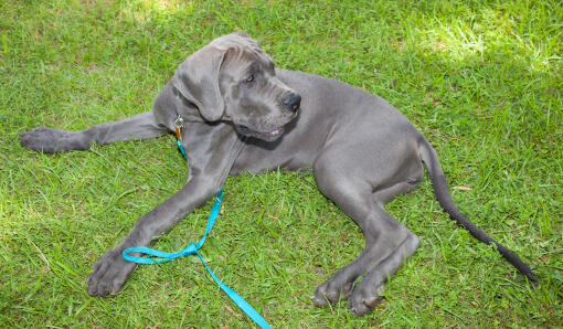 A young adult great dane waiting patiently for it's owner on the grass