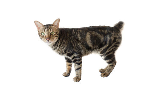 Tabby bobtail cat against a white background