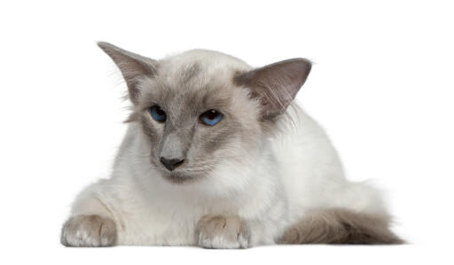 Balinese cat lying against a white background