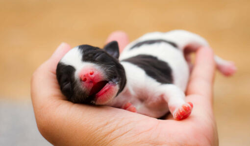 A wonderful french bulldog pup lying on it's owner's hand