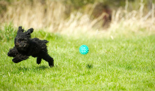 A little, black toy poodle bounding across the grass after it's ball
