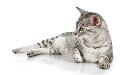 A silver spotted egyptian mau lying down