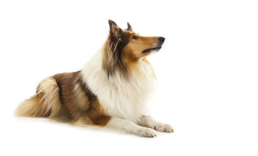 A healthy collie lying very neatly, waiting obediently