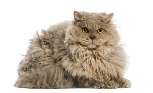 A selkirk rex with lovely yellow eyes