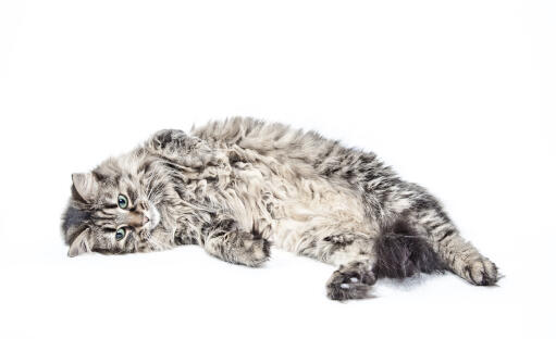 A beautiful grey tabby siberian