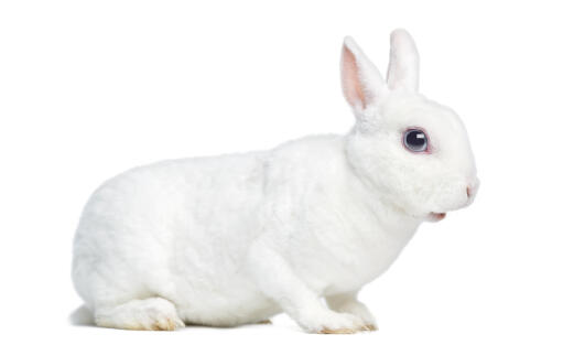 A mini rex rabbit with wonderful thick white fur