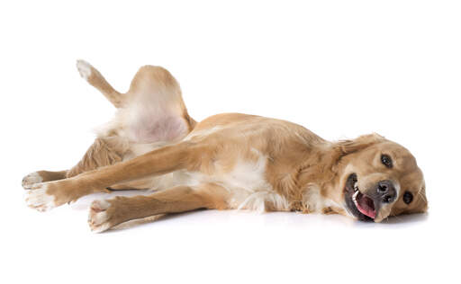 A maturing Golden retriever puppy rolling around on the floor