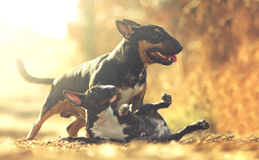 Two lovely, little bull terriers playing together in the sun