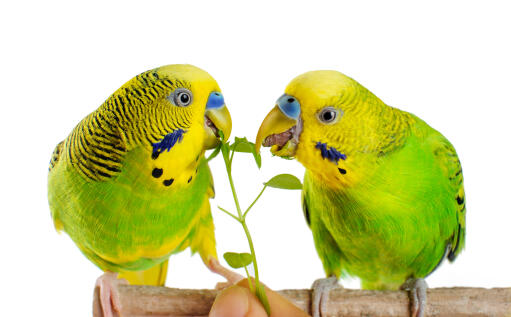 Two budgerigars feeding on a perch