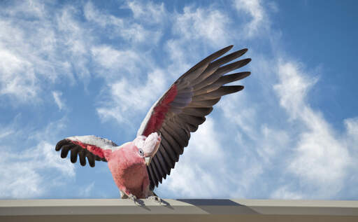 A rose breasted galah