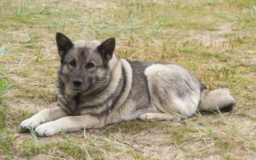 are norwegian elkhounds good with other dogs