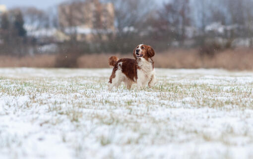 A beautiful, brown welsh springer spaniel enjoying the harsh weather