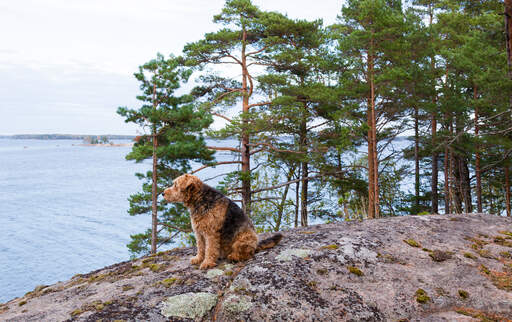 A mature airedale terrier enjoying a rest on the rocks