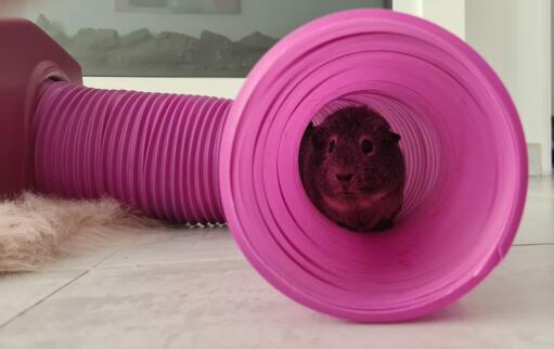 A guinea pig running down a tunnel