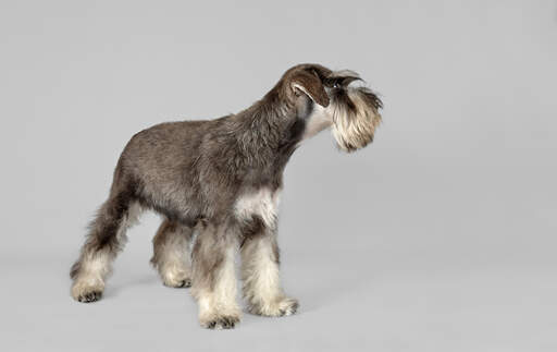 A beautiful miniature schnauzer's short body coat and long, scruffy beard