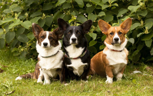 Three adult pembroke welsh corgis, each with different, beautifully coloured coats