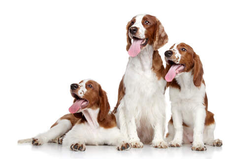 Two welsh springer spaniel puppies waiting patiently with their father