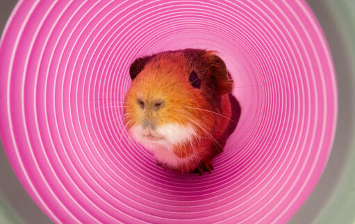 Guinea Pig Play Tunnel | Omlet