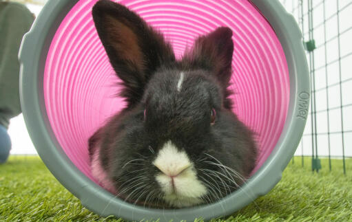 Rabbit in Zippi play tunnel