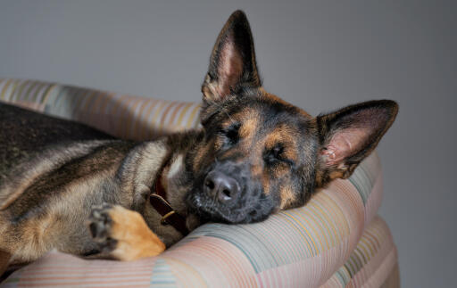 A german shepherd resting in the pawsteps natural bolster dog bed