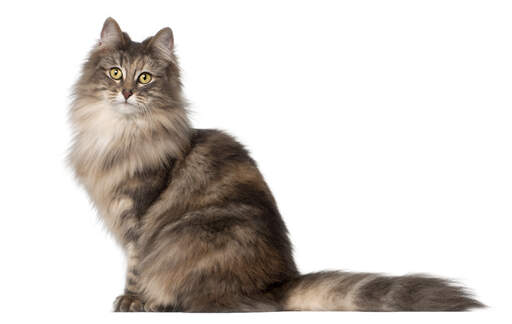 A pretty tabby norwegian forest cat