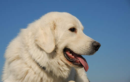 A close up of a pyrenean mountain dog's wonderful large head