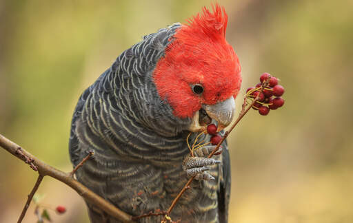 A beautiful gang gang cockatoo feeding on some berries