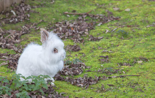 An anGora rabbit with an incredible white coat and fluffy ears