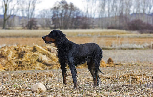 A soaking wet Gordon setter enjoying some exercise outside