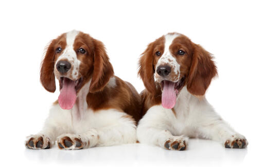 Two wonderful, little welsh springer spaniel puppies lying together