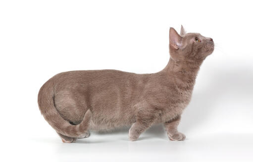 A munchkin cat showing of its short legs